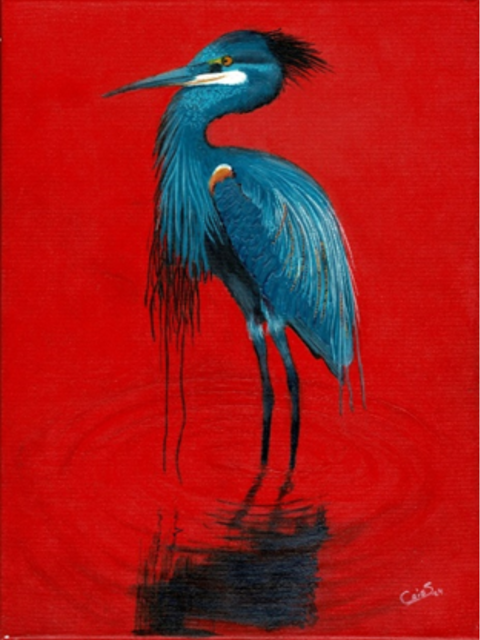 "Garza azul en rojo atardecer"